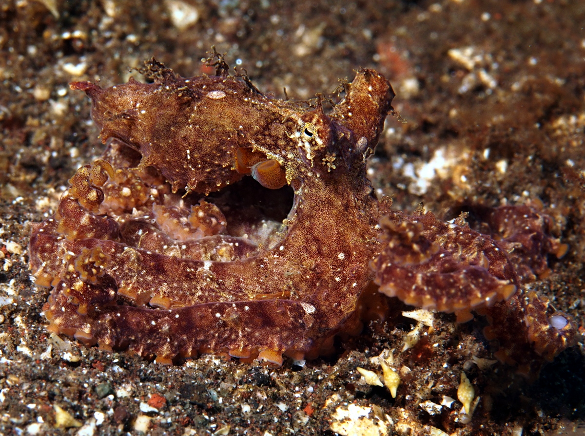 Mosaic Octopus - Abdopus abaculus