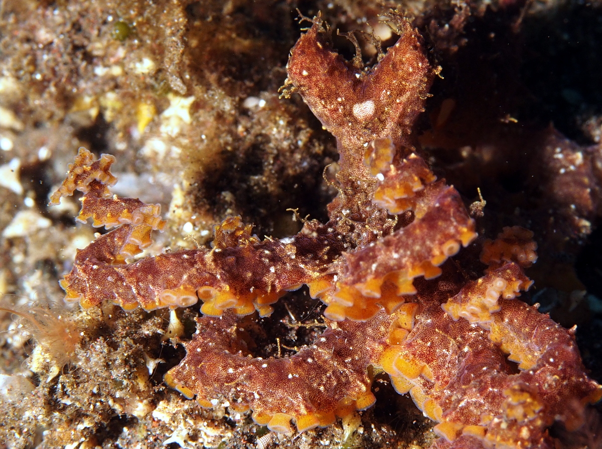 Mosaic Octopus - Abdopus abaculus
