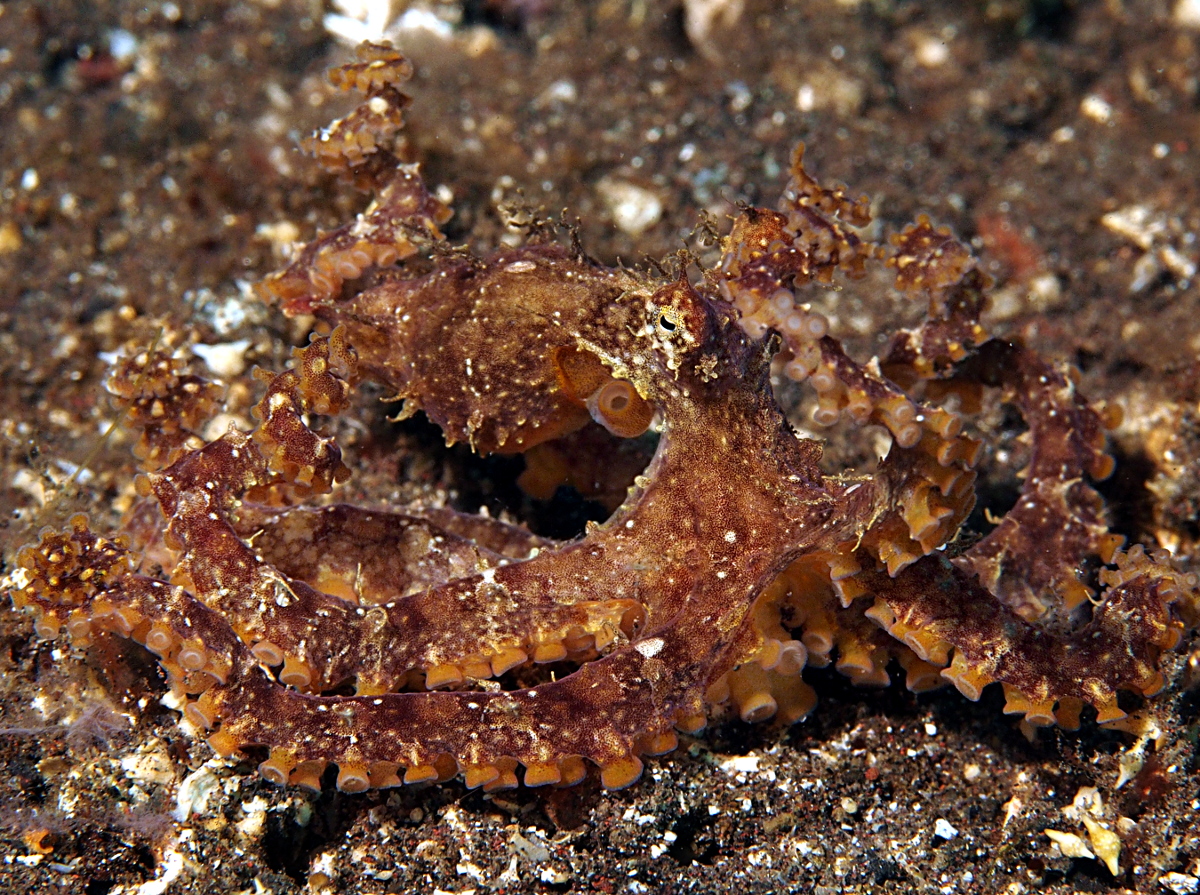 Mosaic Octopus - Abdopus abaculus