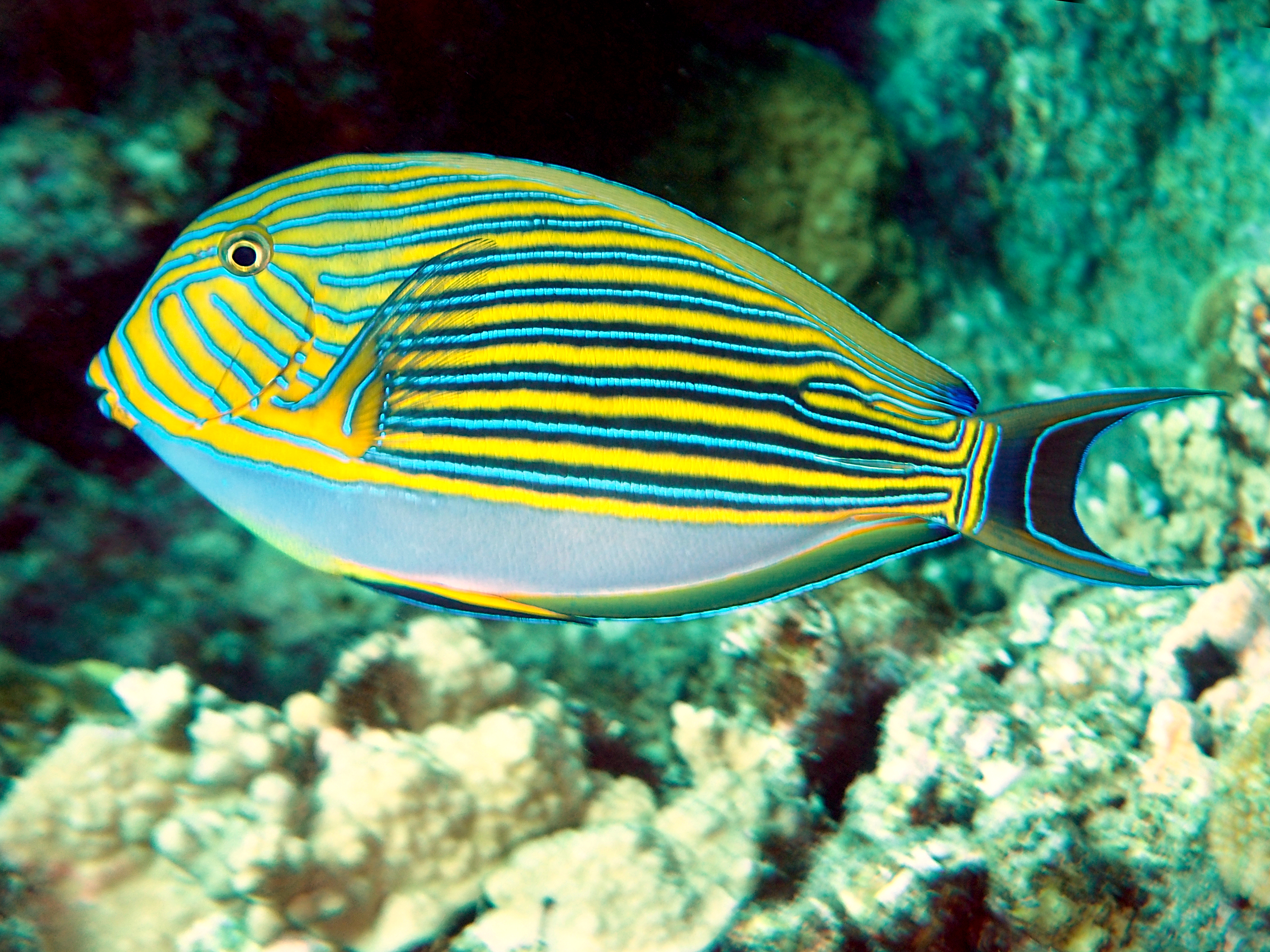 Striped Surgeonfish - Acanthurus lineatus