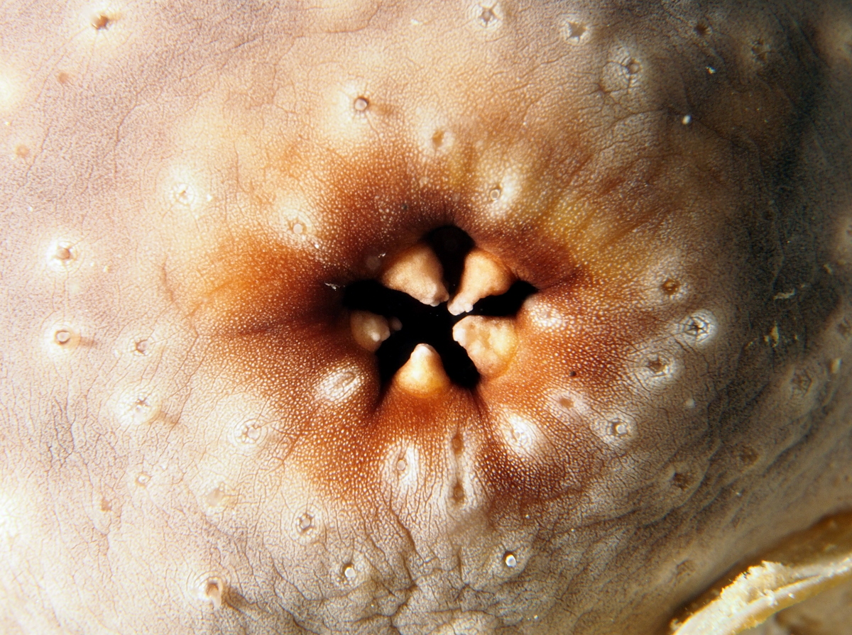 White-rumped Sea Cucumber - Actinopyga lecanora