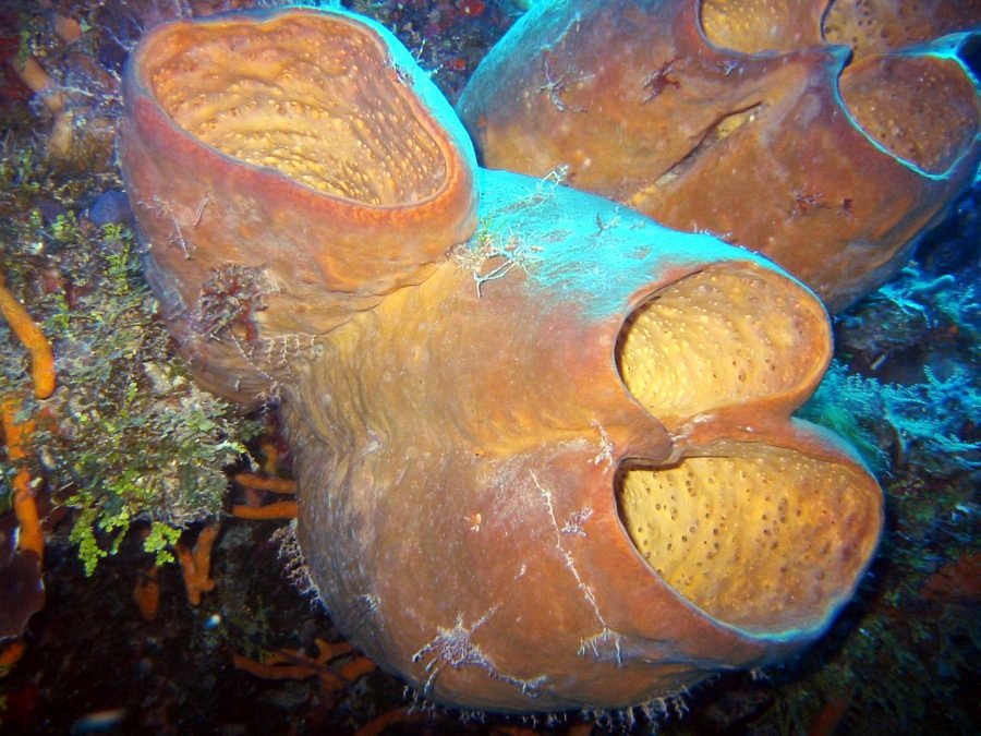 Tubulate Sponge - Agelas tubulata