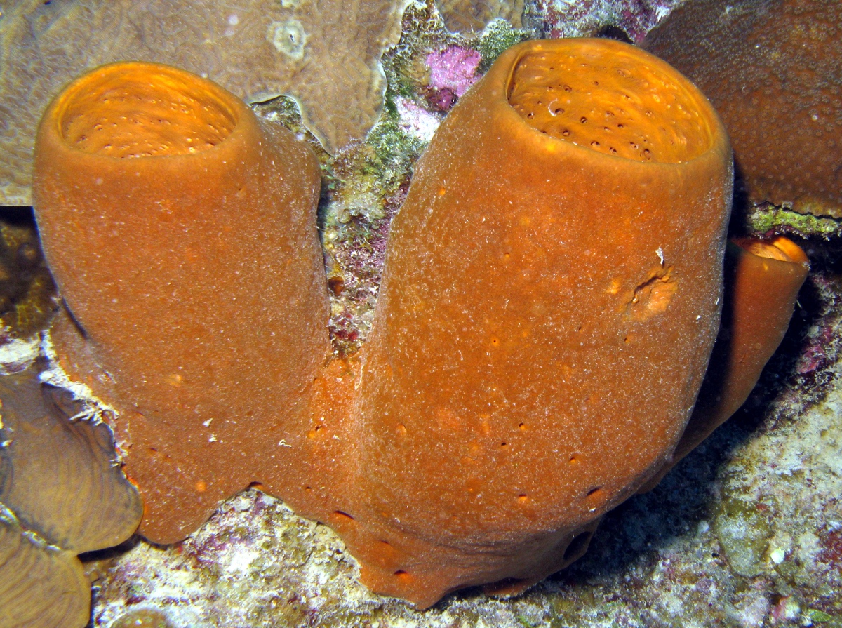 Tubulate Sponge - Agelas tubulata