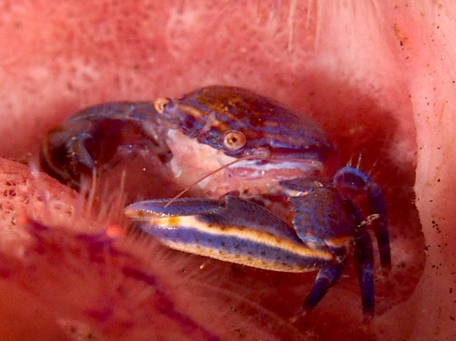 Aliaporcellana spongicola - Aliaporcellana spongicola