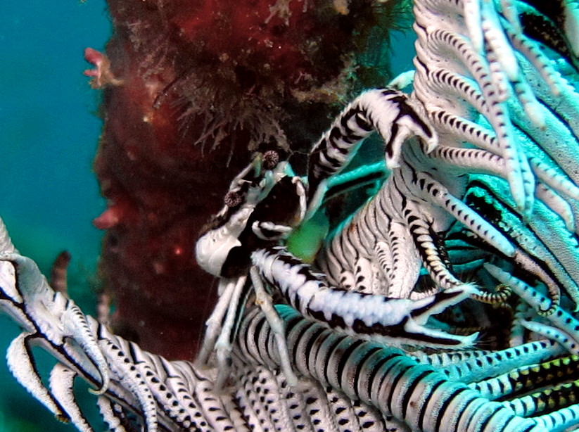 Elegant Crinoid Squat Lobster - Allogalathea elegans