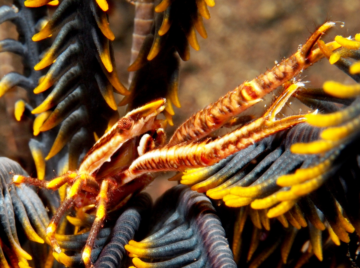 Elegant Crinoid Squat Lobster - Allogalathea elegans