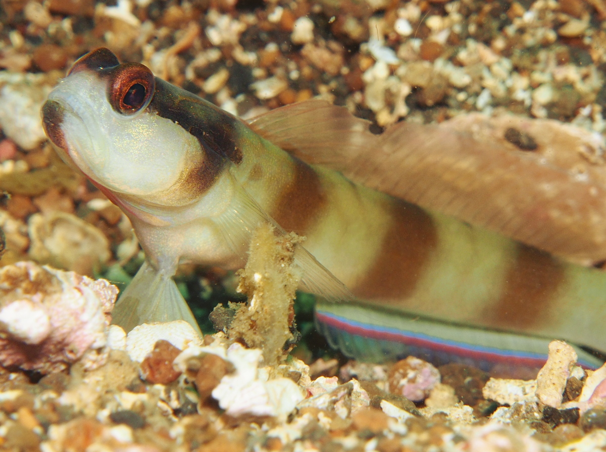 Nakedhead Shrimpgoby - Amblyeleotris gymnocephala