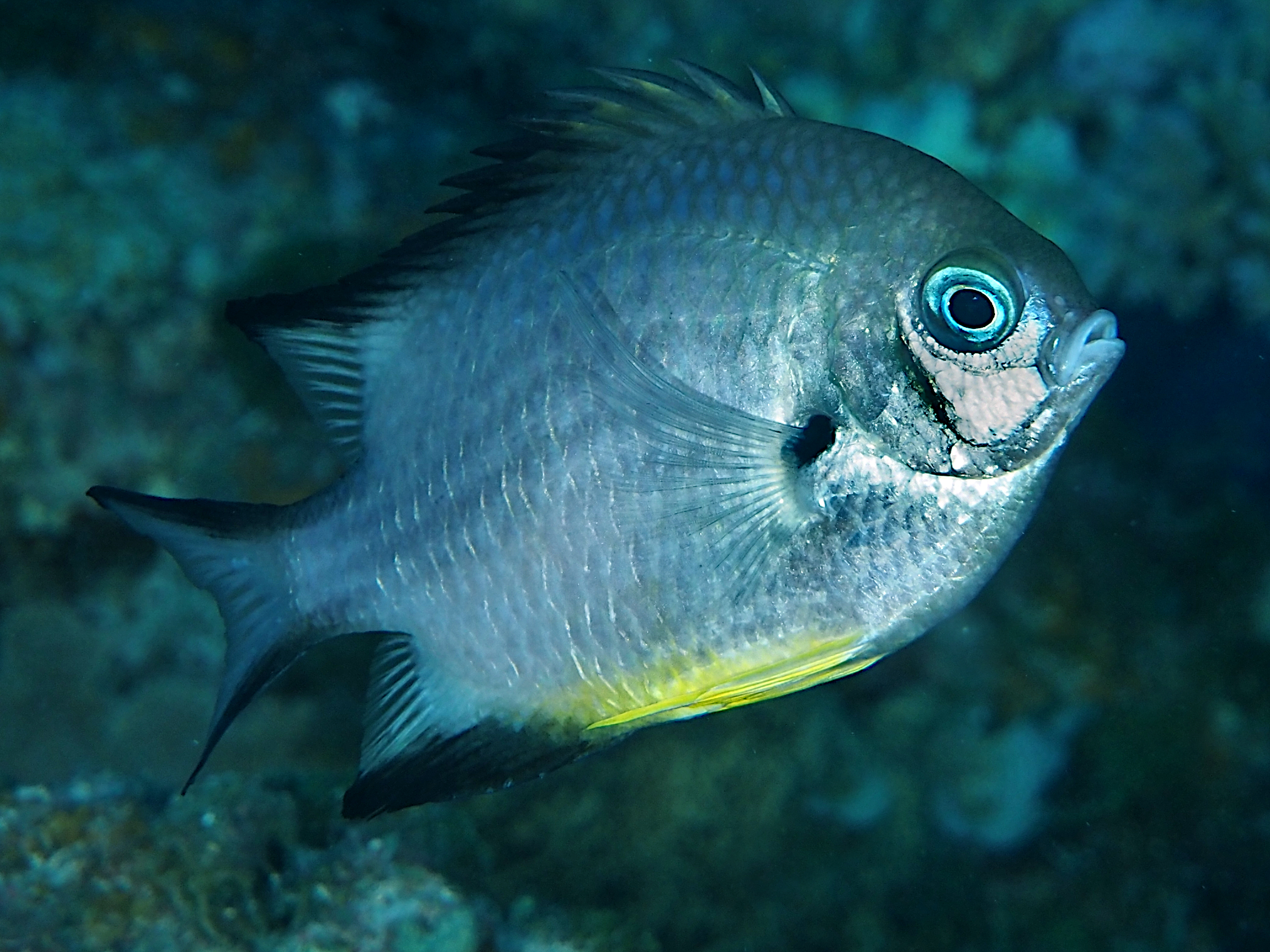 White-Belly Damselfish - Amblyglyphidodon leucogaster
