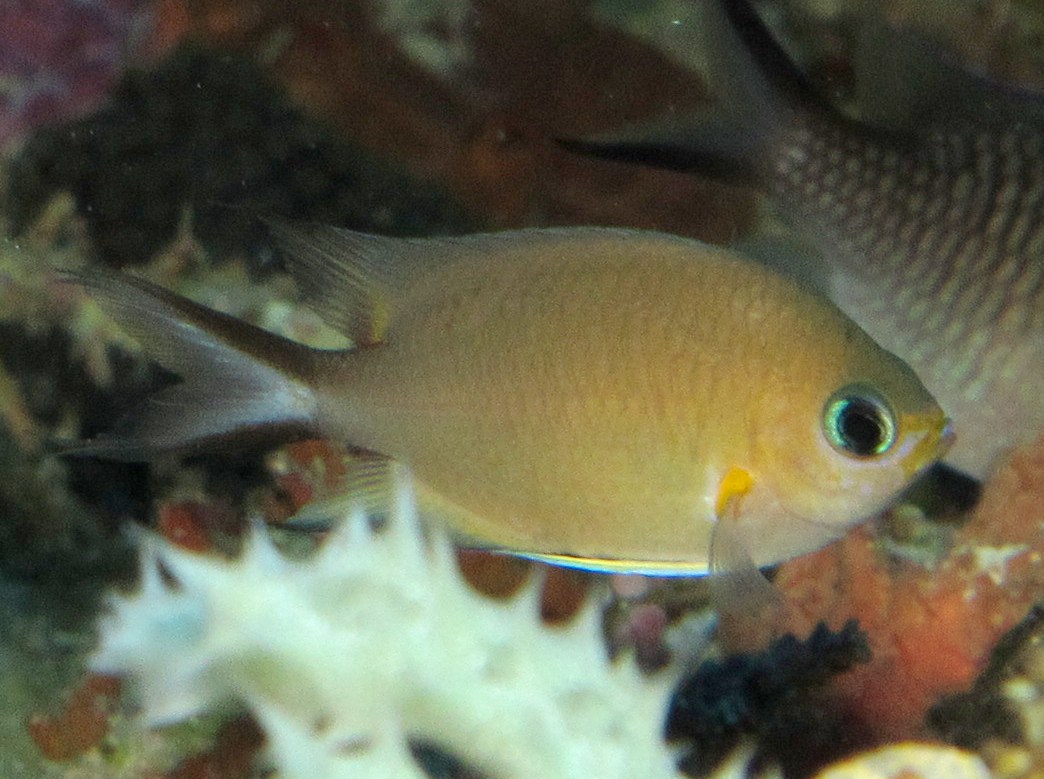 Ambon chromis - Chromis amboinensis - Dumaguete, Philippines