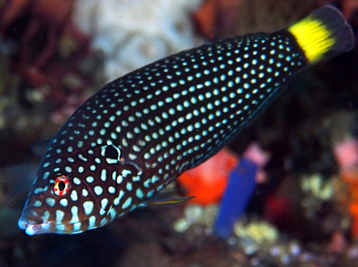 Whitespotted Wrasse - Anampses melanurus - Bali, Indonesia