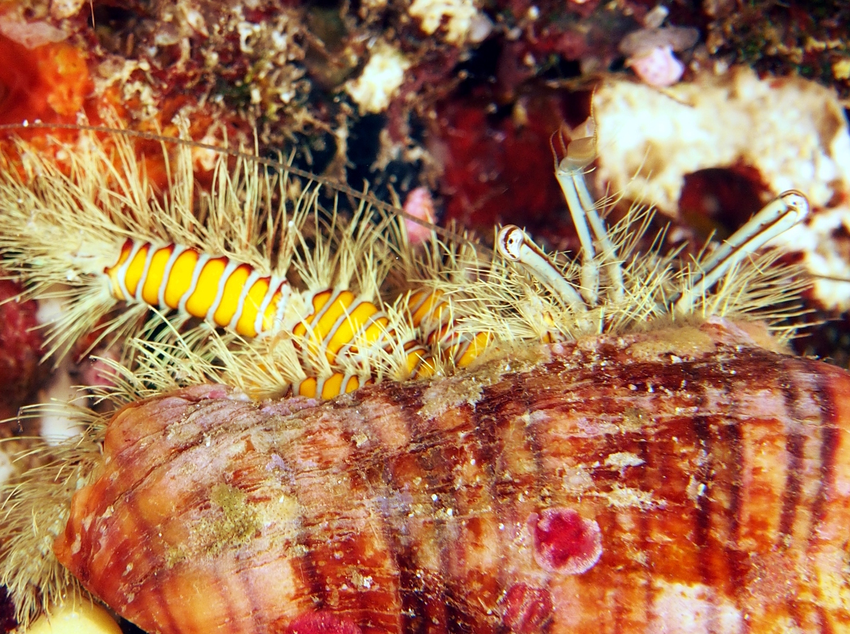 Hairy Yellow Hermit Crab - Aniculus maximus