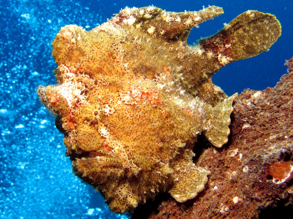 Giant Frogfish - Antennarius commerson