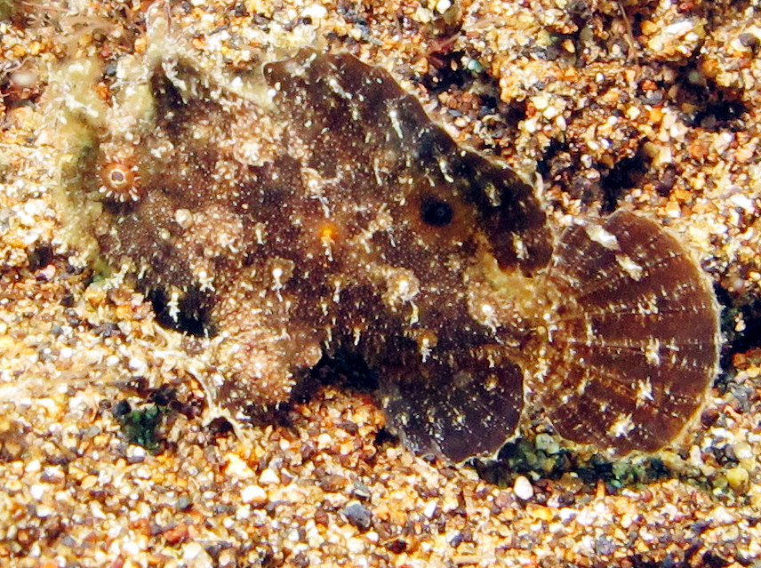 Bandtail Frogfish - Antennatus dorehensis