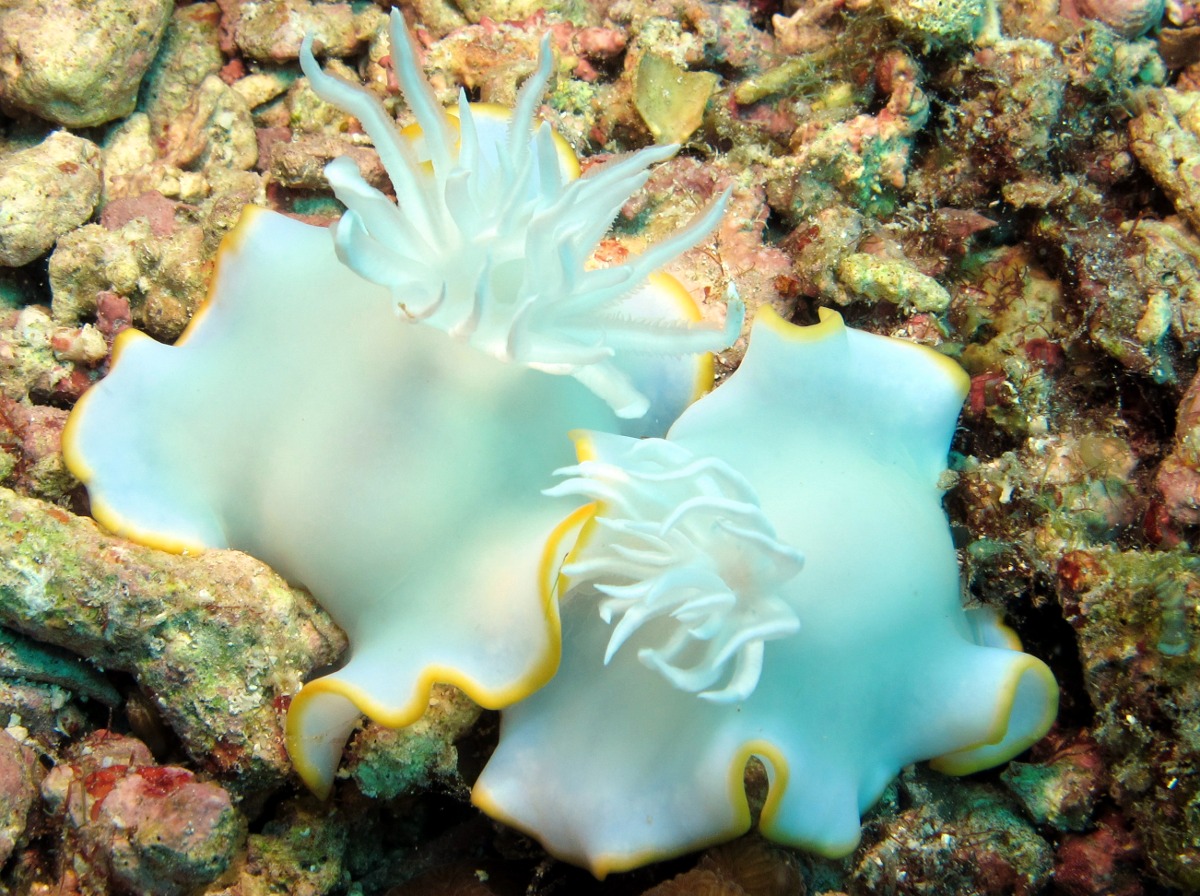 Heron Ardeadoris - Ardeadoris egretta