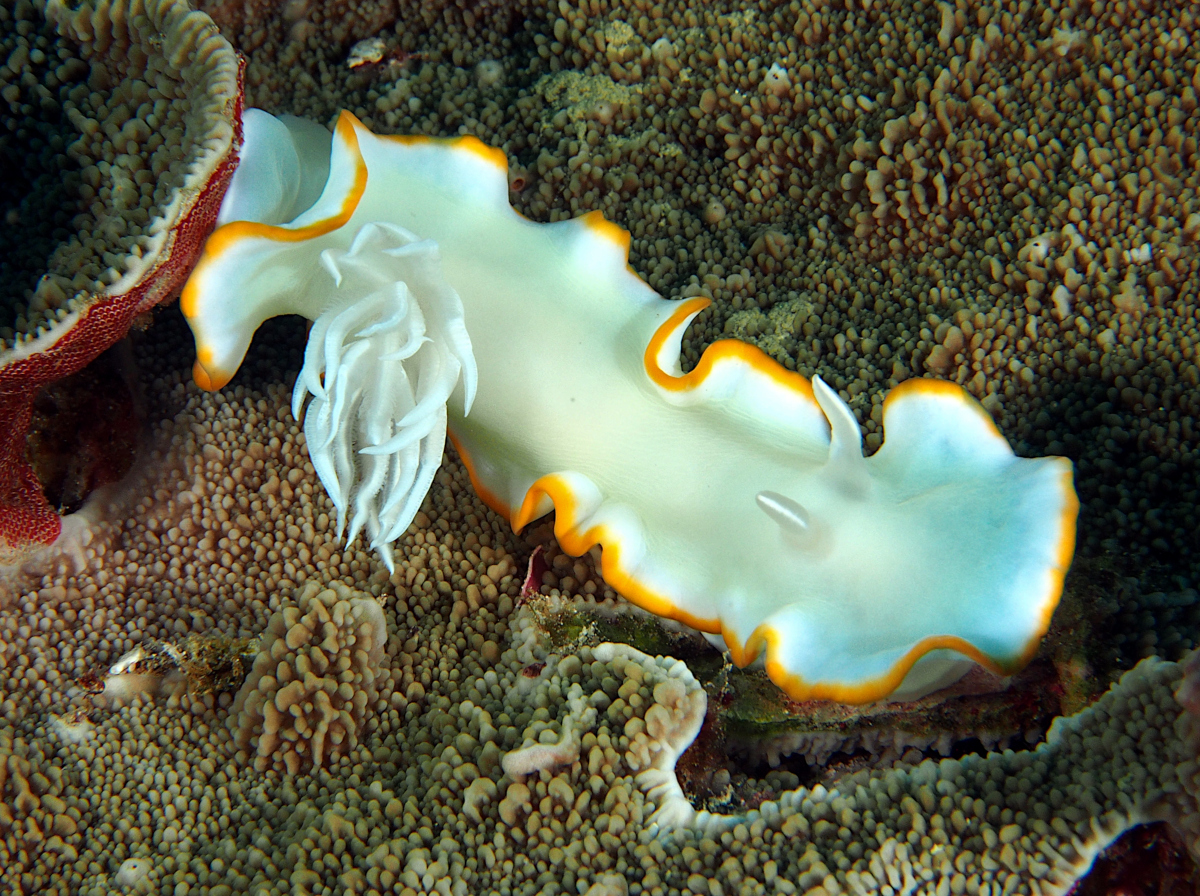 Heron Ardeadoris - Ardeadoris egretta