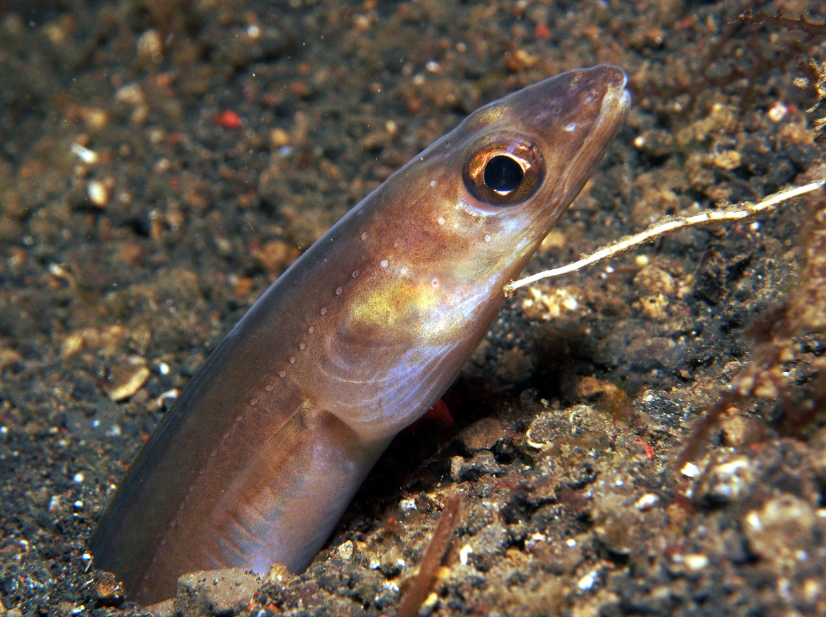Scheele's Conger Eel - Ariosoma scheelei
