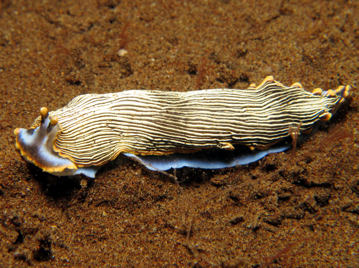 Armina sp. 1 - Armina sp. 1