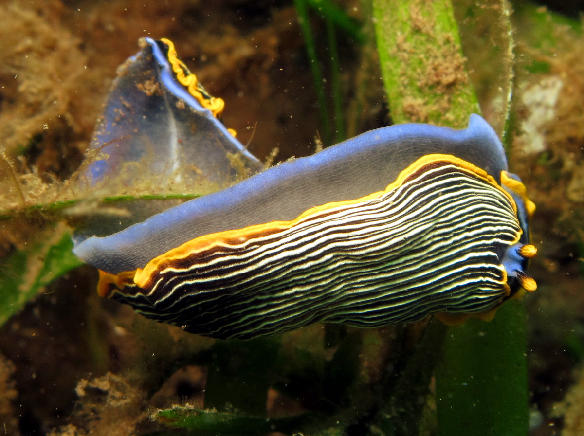 Armina sp. 1 - Armina sp. 1