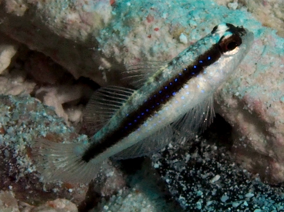 Striped Goby - Asterropteryx striata