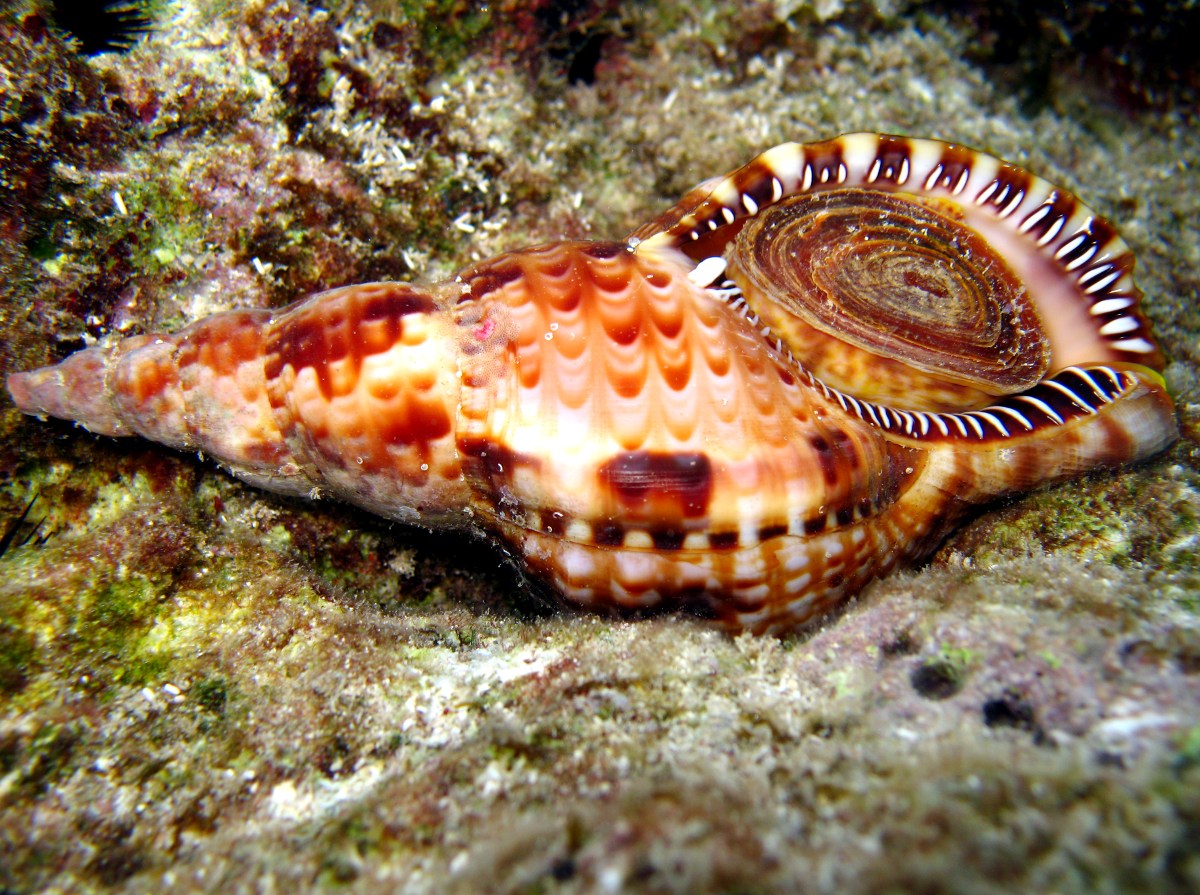 Atlantic Triton's Trumpet - Charonia variegata