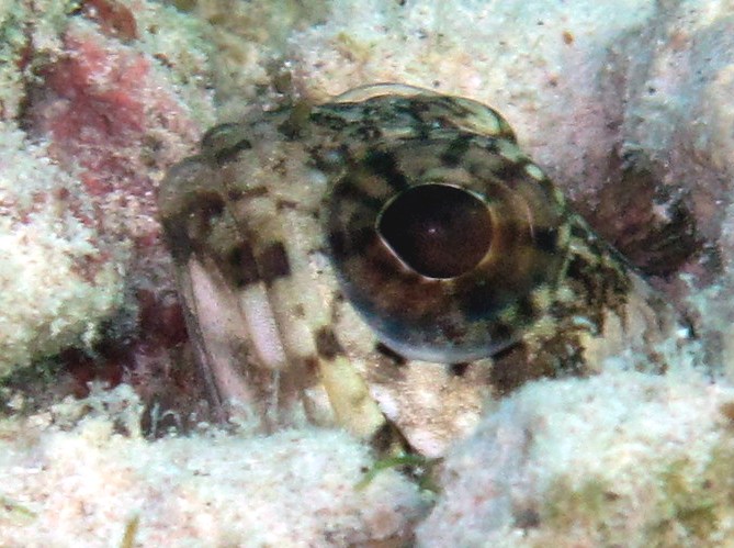Banded Jawfish - Opistognathus macrognathus