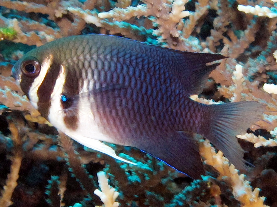 Western Barhead Damselfish - Neoglyphidodon thoracotaeniatus