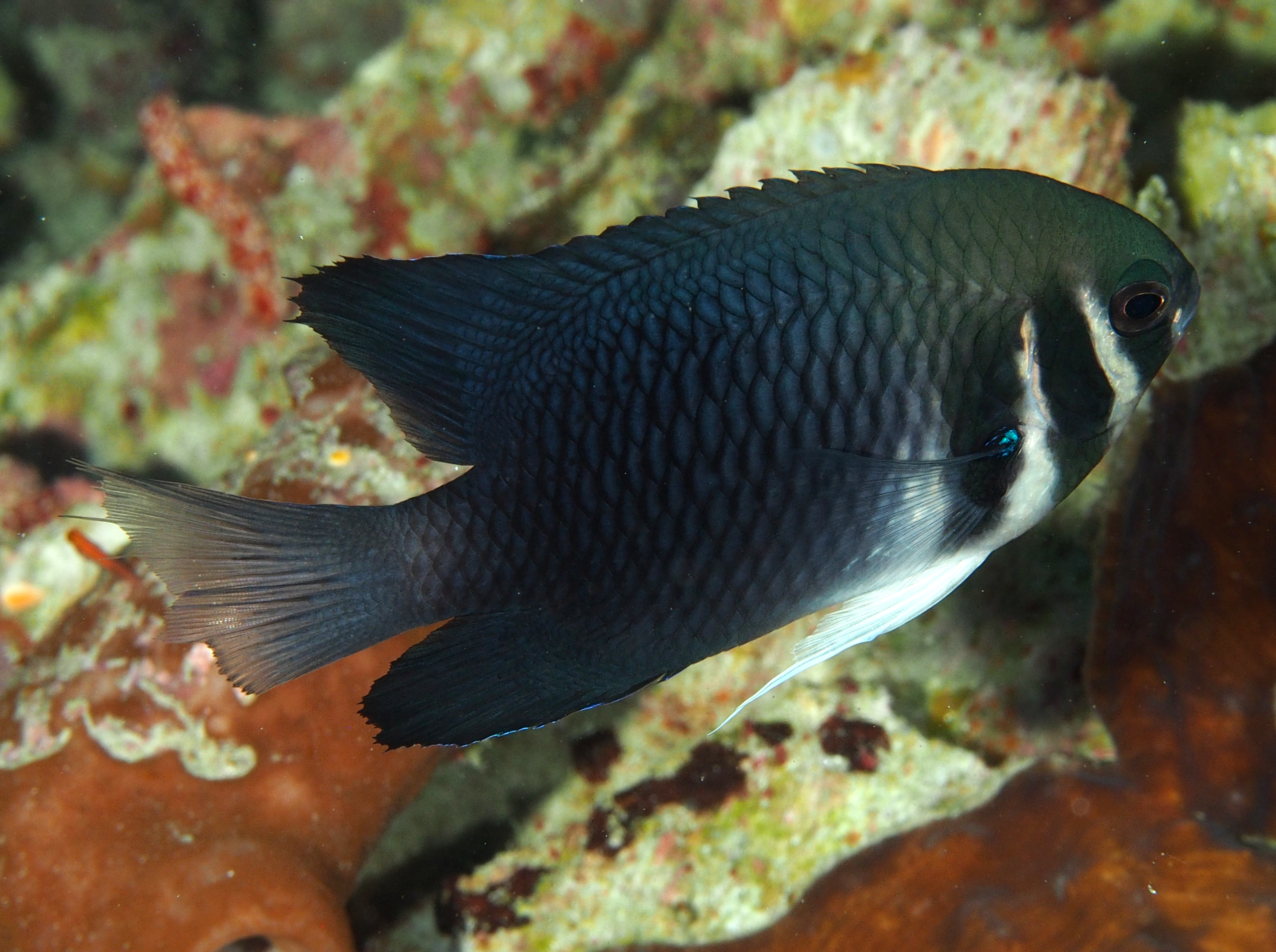 Western Barhead Damselfish - Neoglyphidodon thoracotaeniatus
