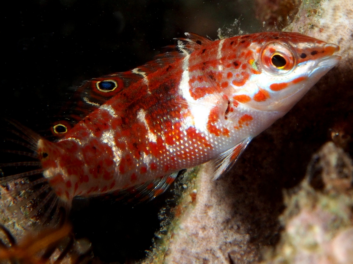 Batu coris - Coris batuensis