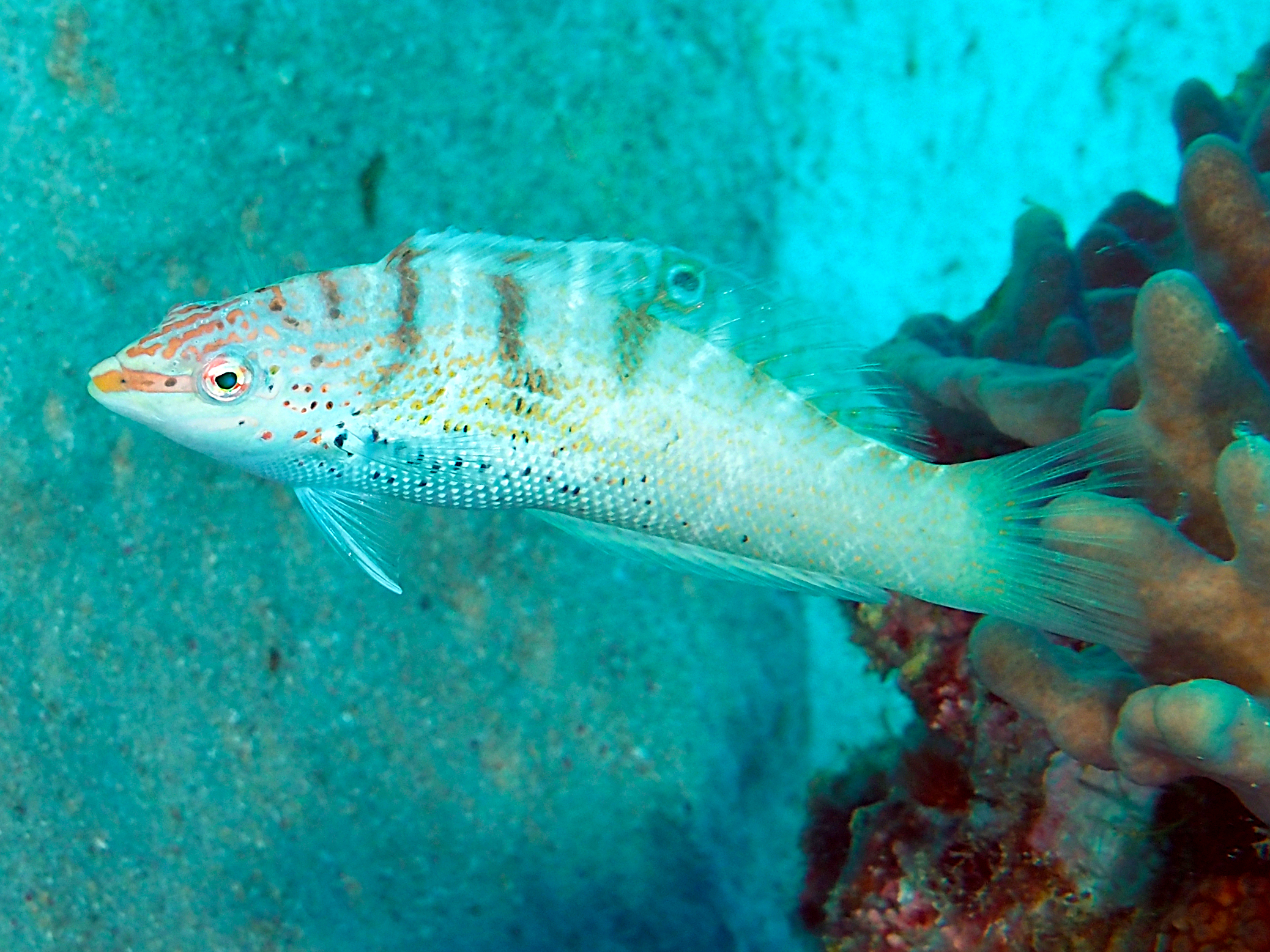 Batu coris - Coris batuensis