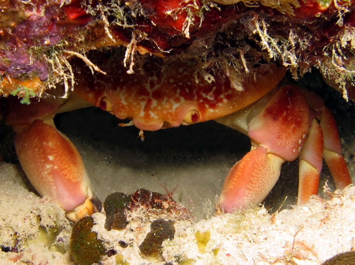 Batwing Coral Crab - Carpilius corallinus