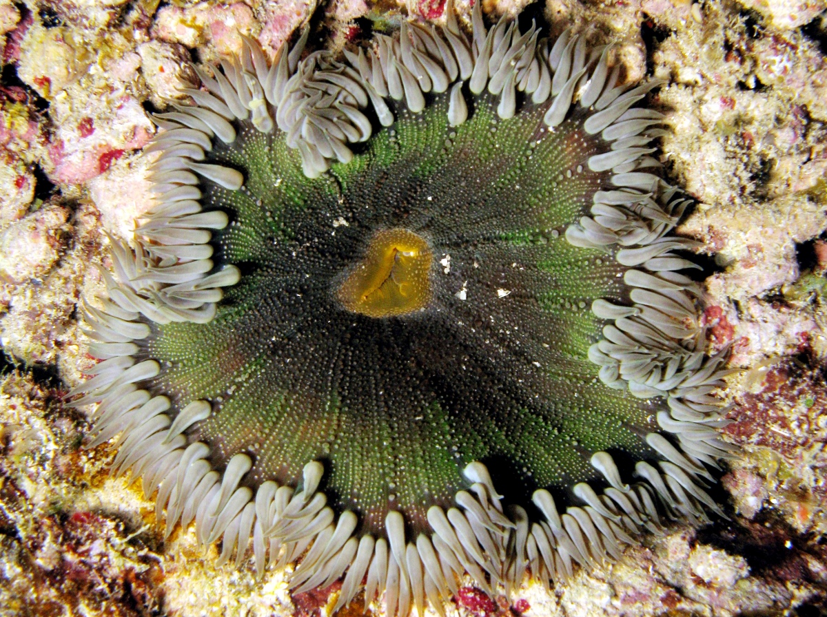 Beaded Anemone - Epicystis crucifer - St Thomas, USVI