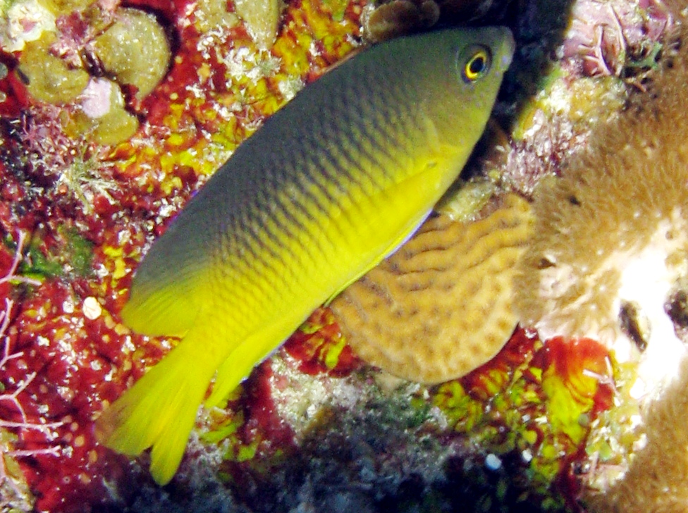 Beaugregory - Stegastes leucostictus