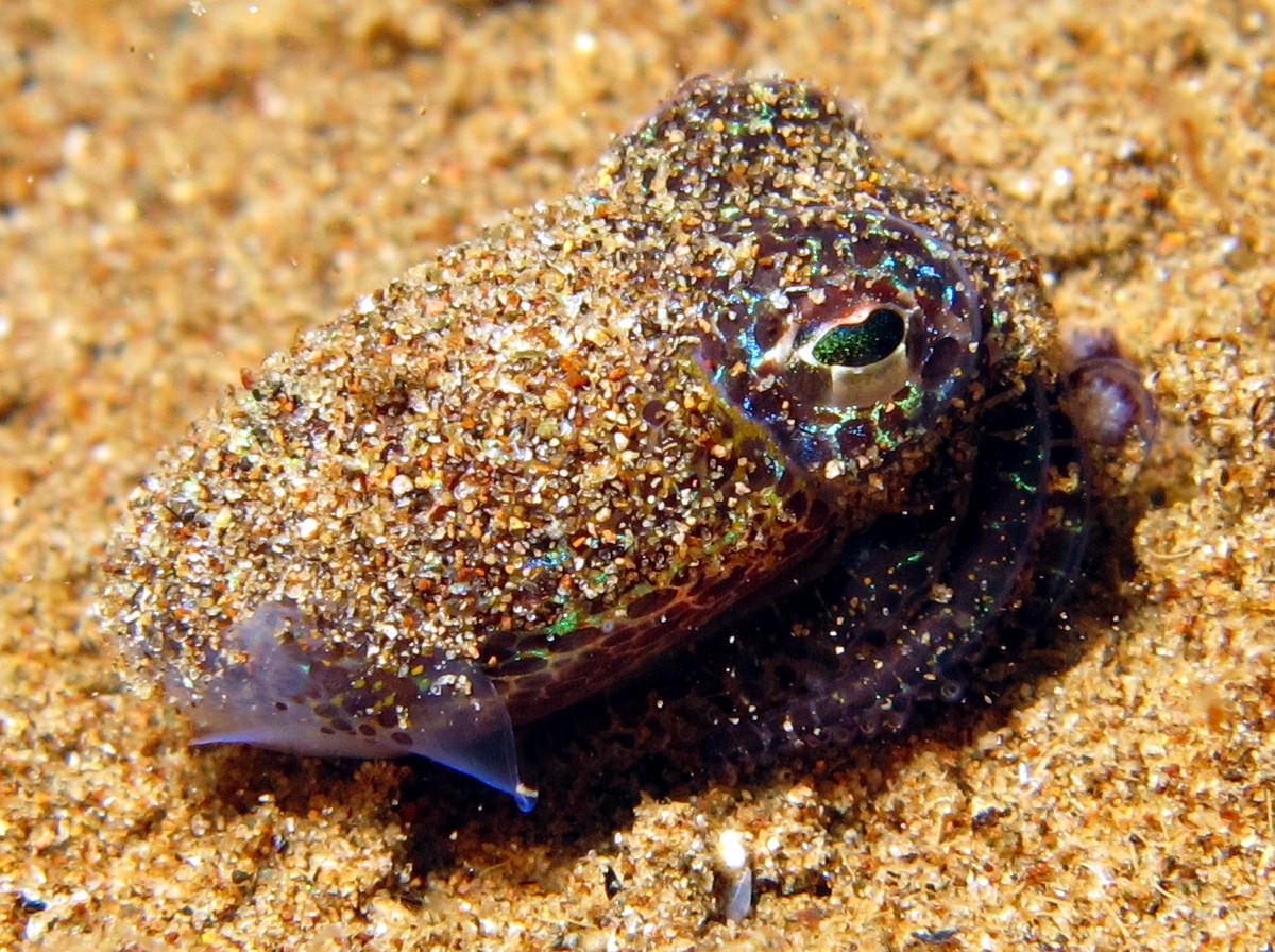 Berry's Bobtail Squid - Euprymna berryi
