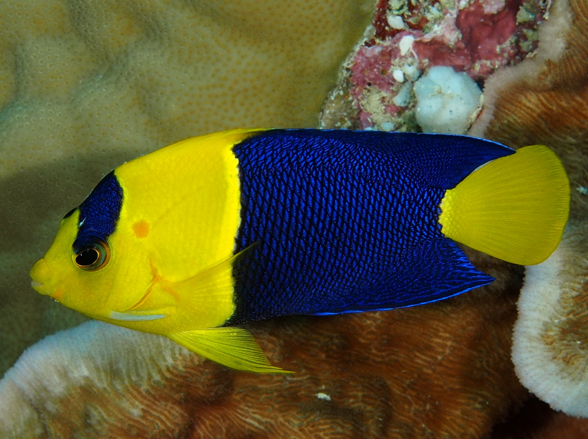 Bicolor Angelfish - Centropyge bicolor