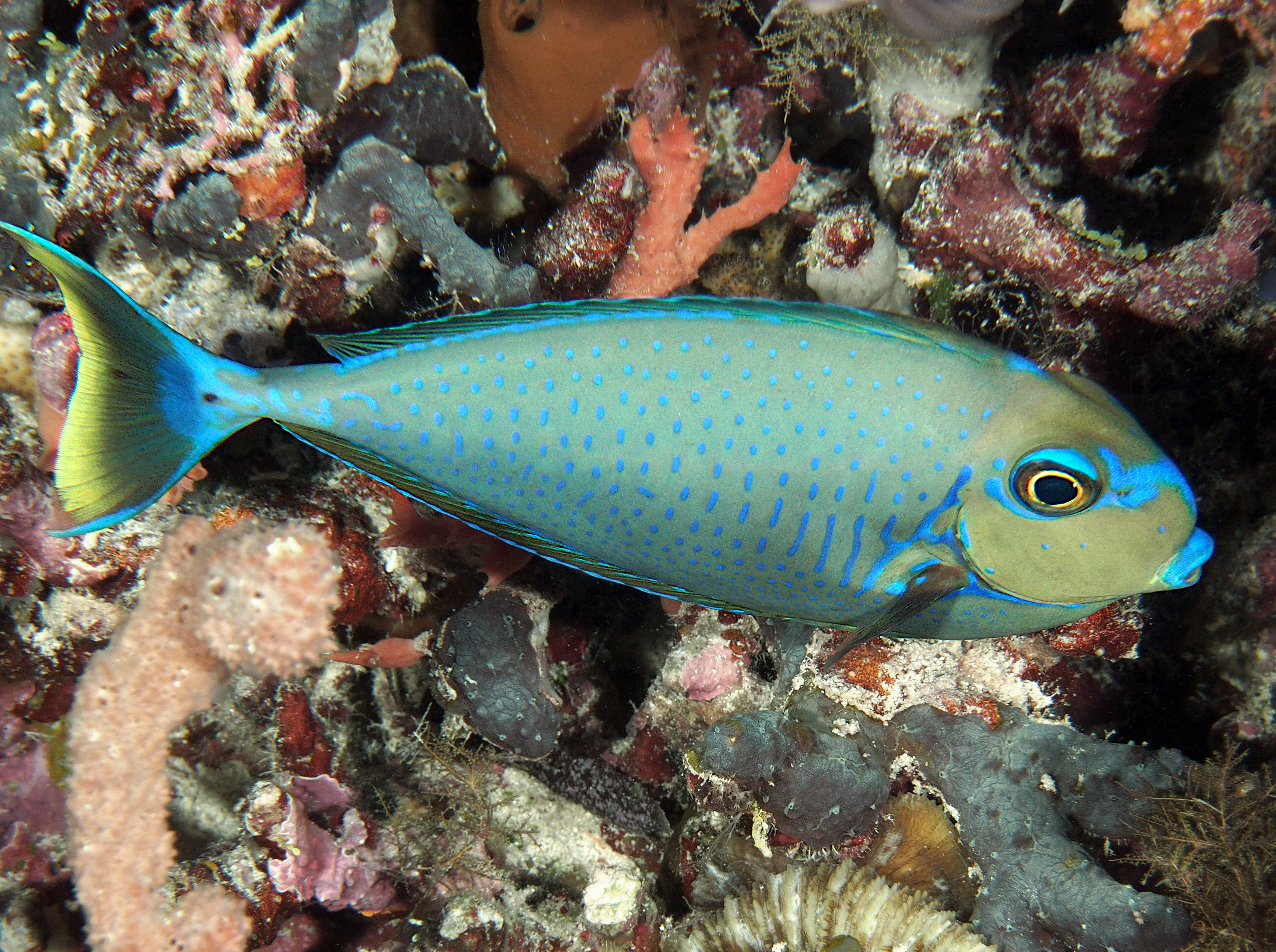 Bignose Unicornfish - Naso vlamingii