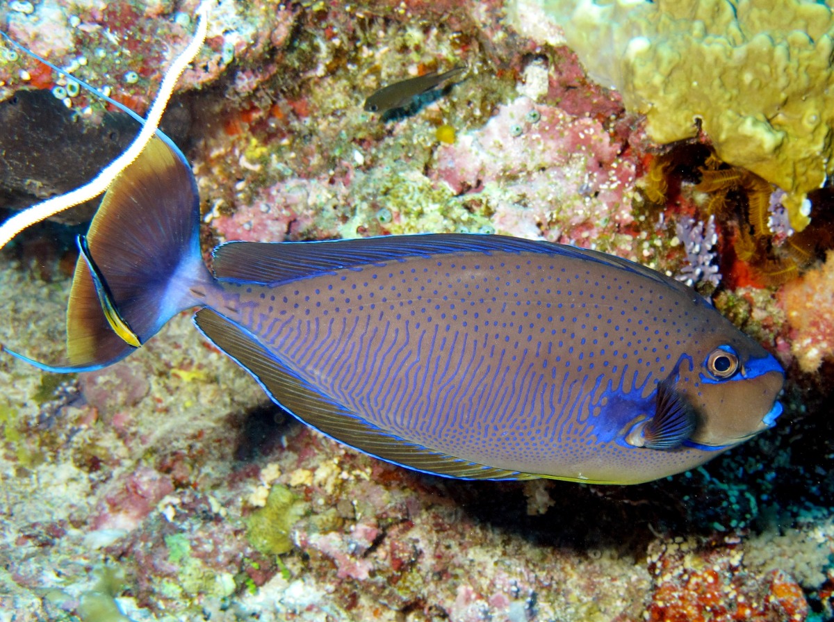 Bignose Unicornfish - Naso vlamingii