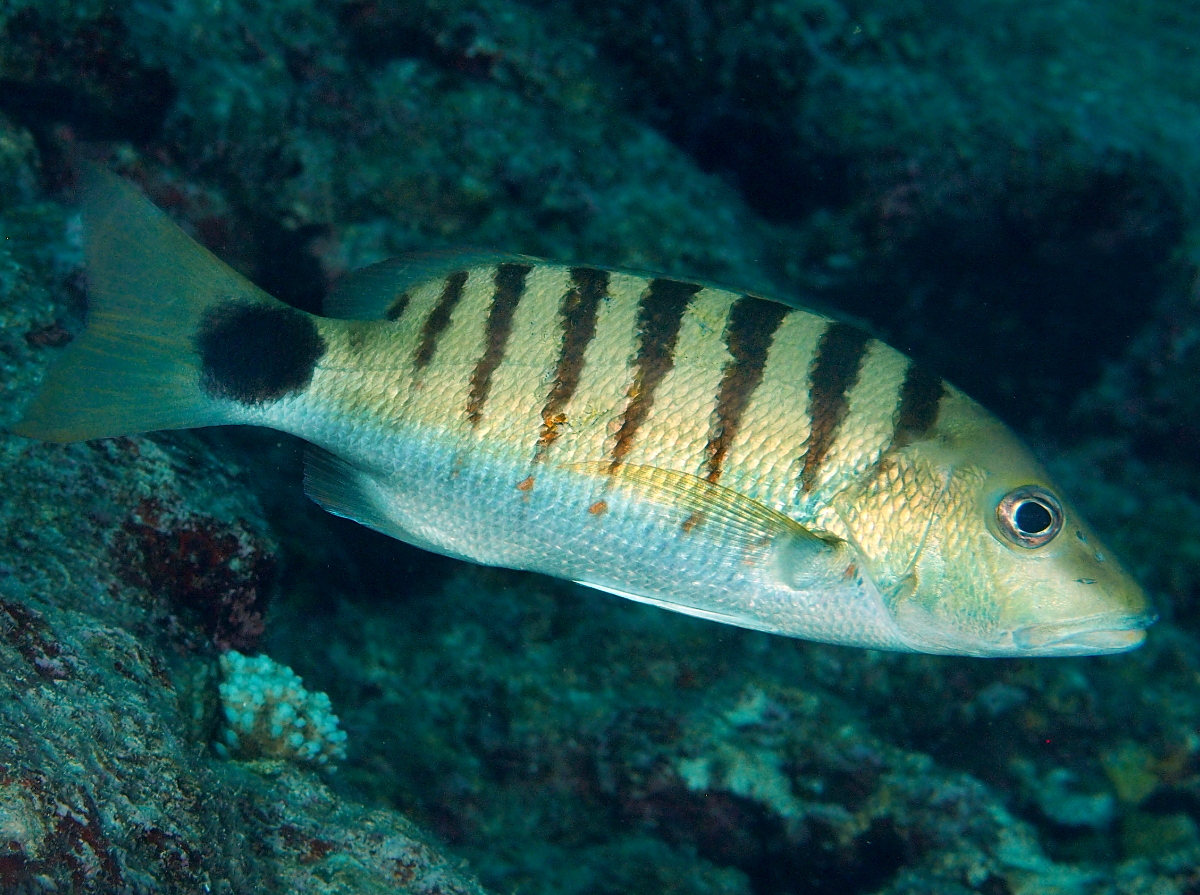 Black-Banded Snapper - Lutjanus semicinctus - Palau