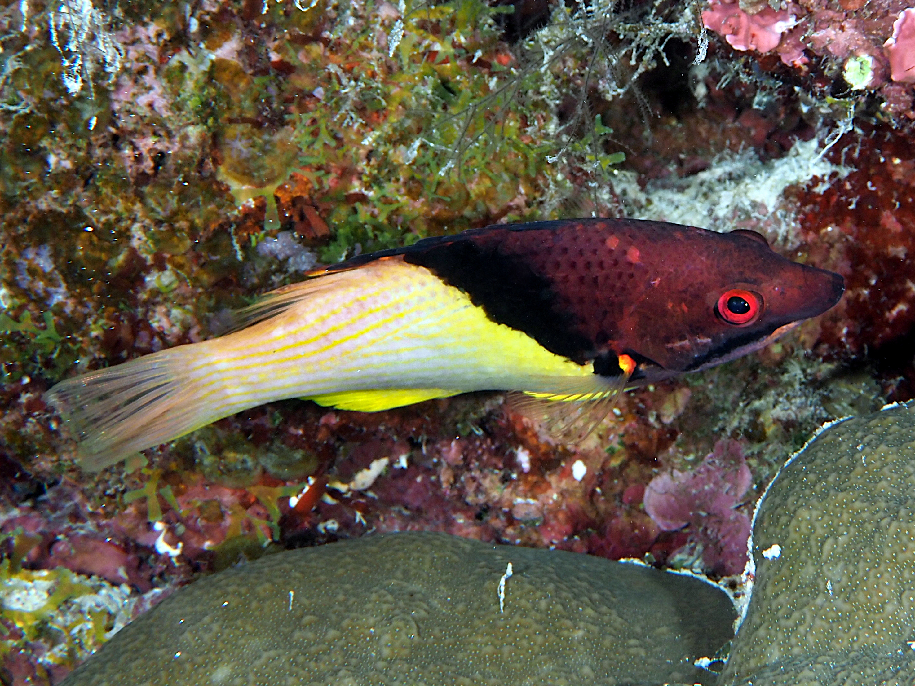 Blackbelt Hogfish - Bodianus mesothorax