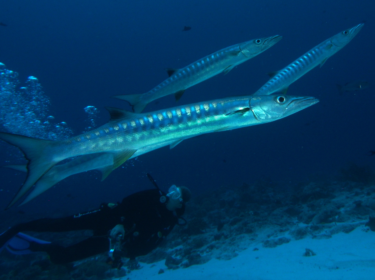 Blackfin Barracuda - Sphyraena qenie