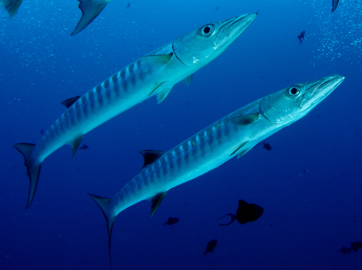 Blackfin Barracuda - Sphyraena qenie