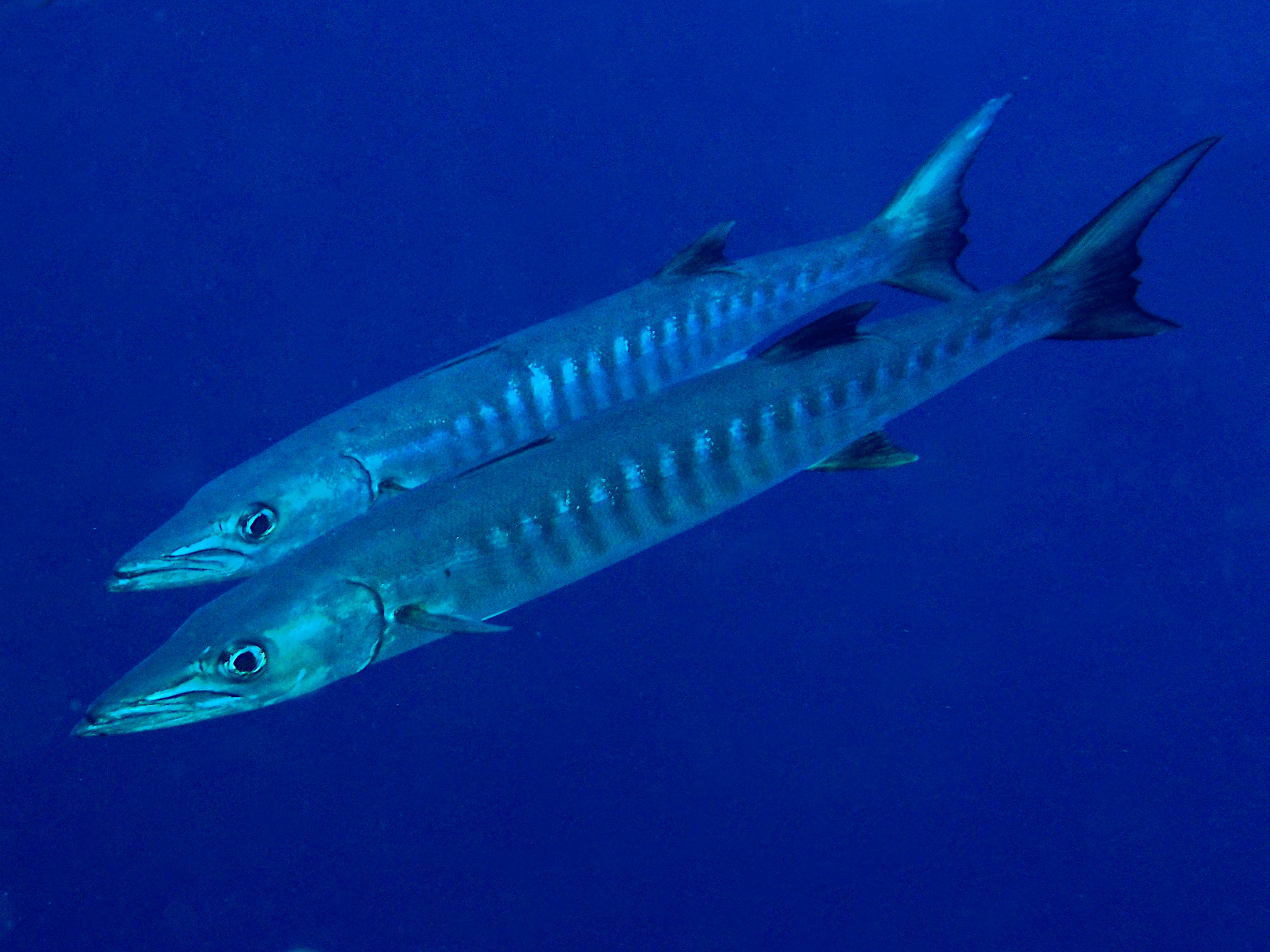 Blackfin Barracuda - Sphyraena qenie