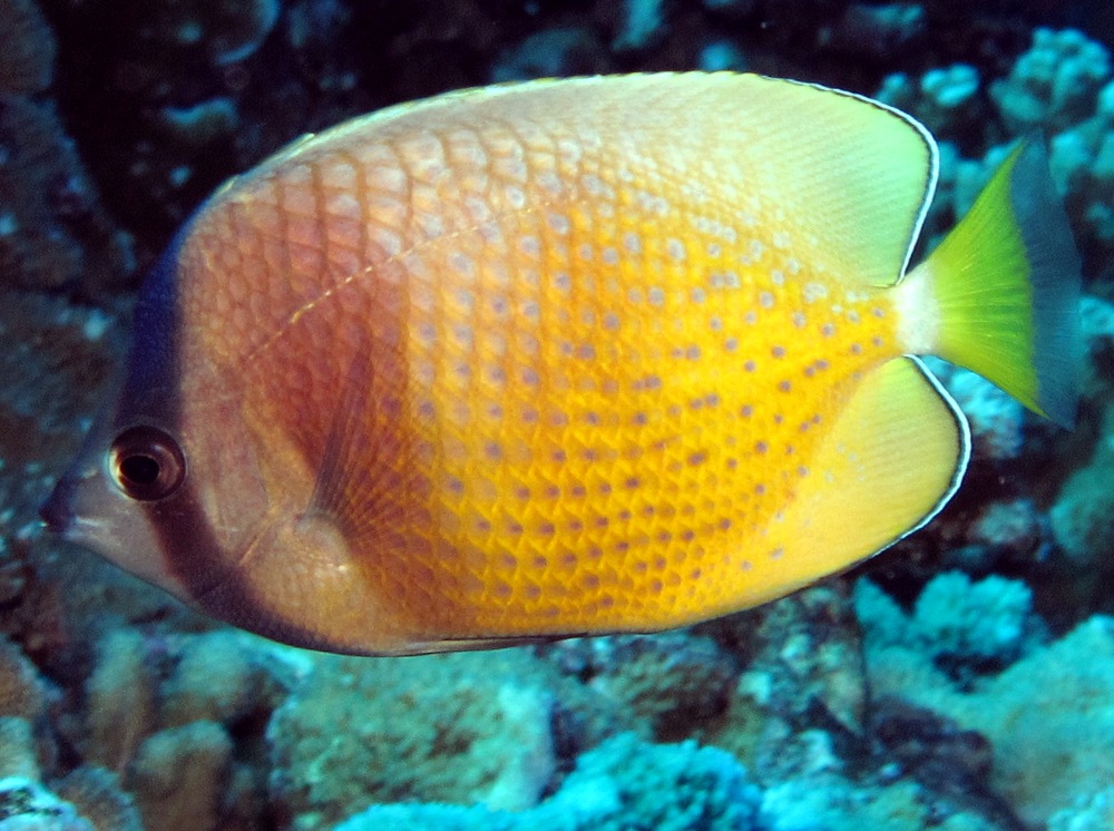 Blacklip Butterflyfish - Chaetodon kleinii