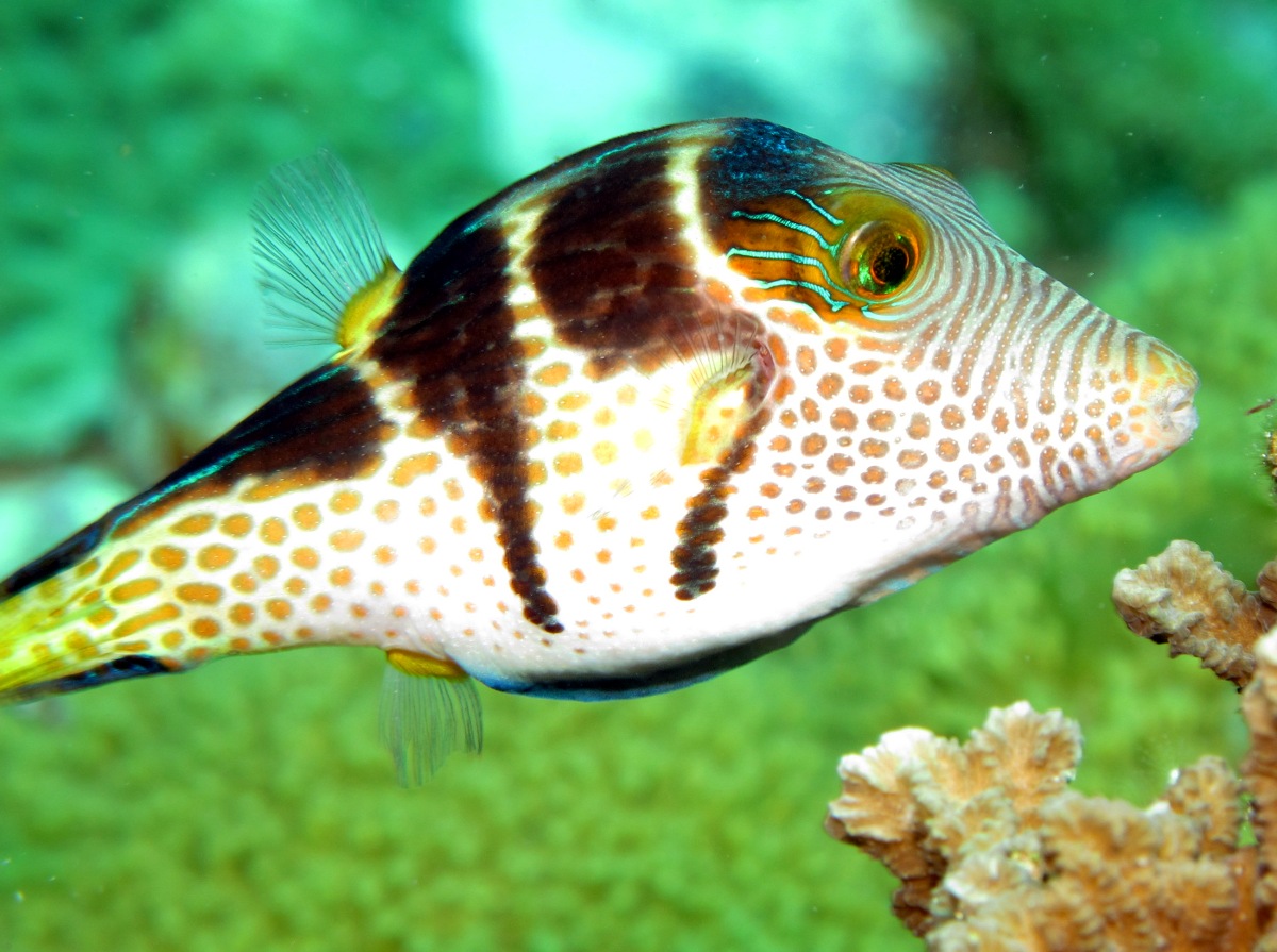 Black-Saddled Toby - Canthigaster valentini