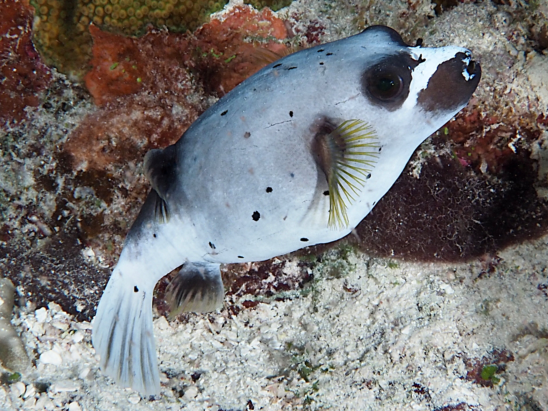Blackspotted Puffer - Arothron nigropunctatus