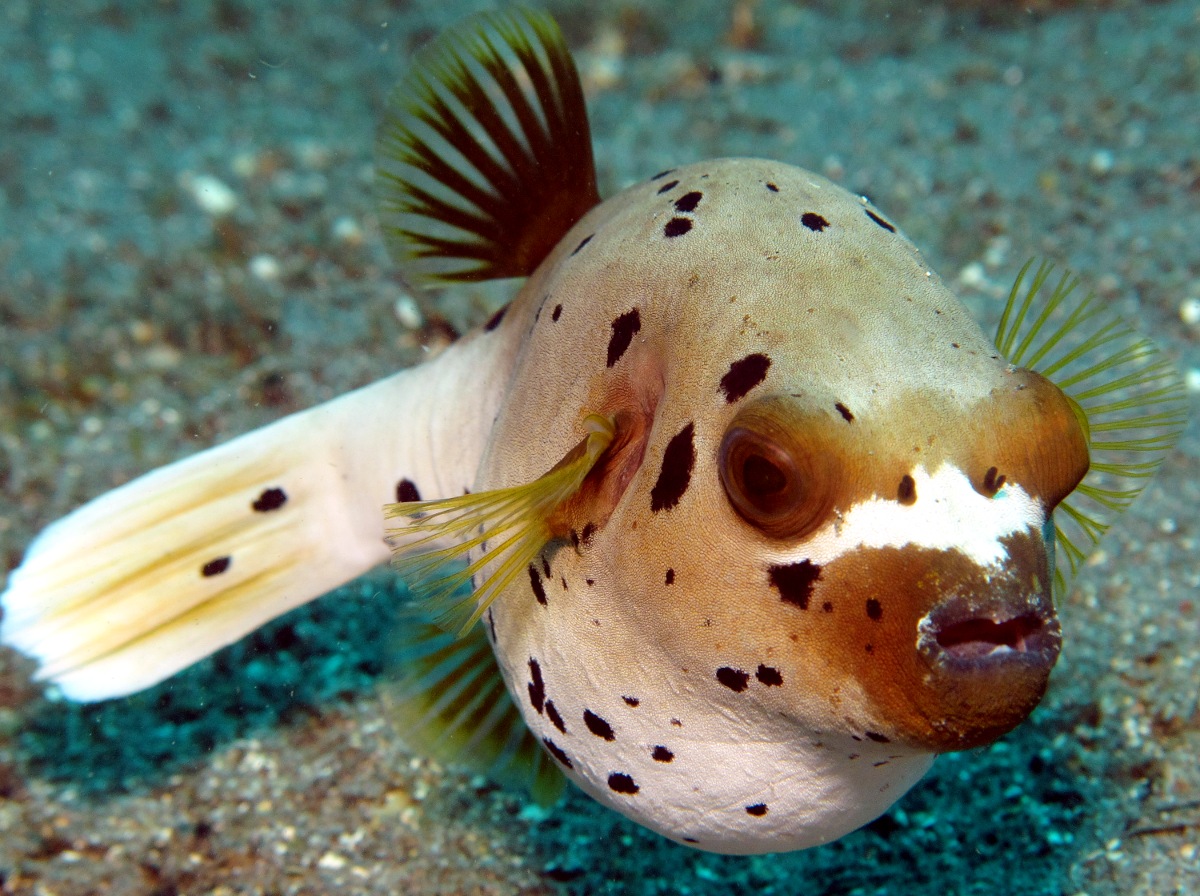 Blackspotted Puffer - Arothron nigropunctatus