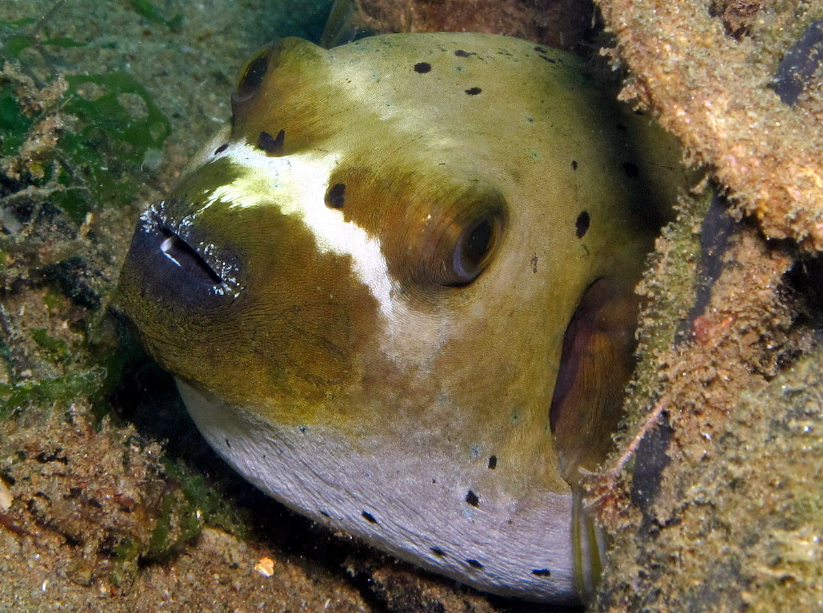 Blackspotted Puffer - Arothron nigropunctatus