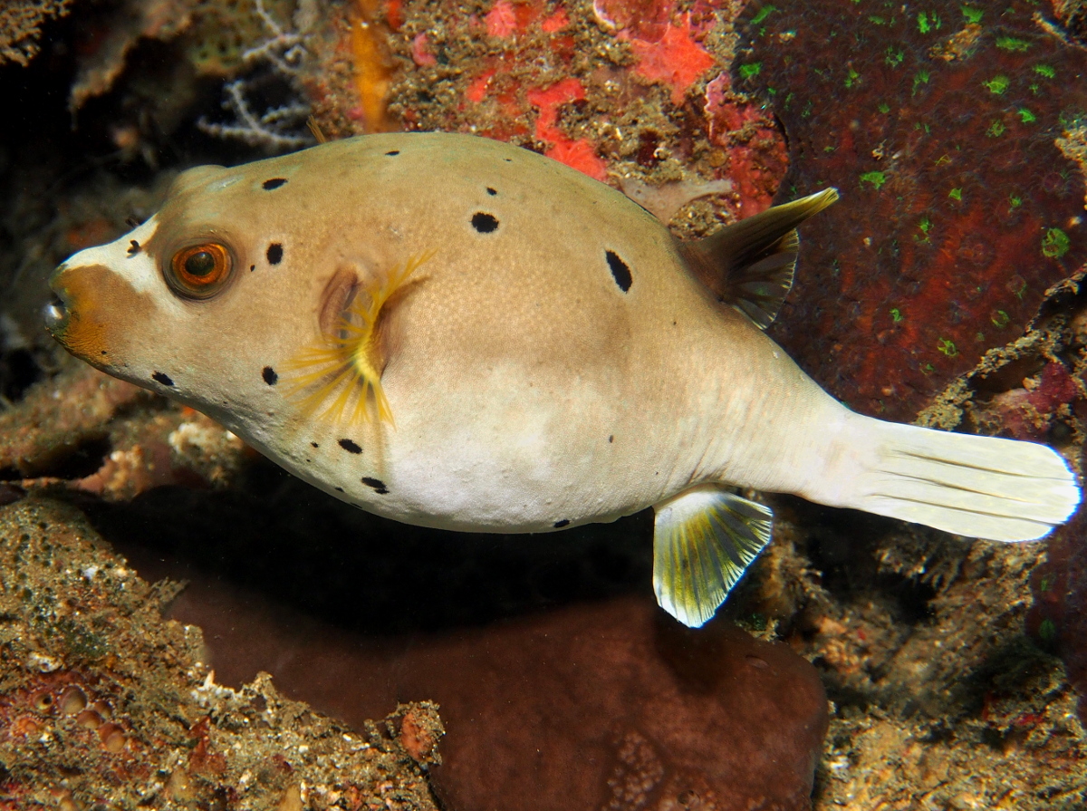 Blackspotted Puffer - Arothron nigropunctatus