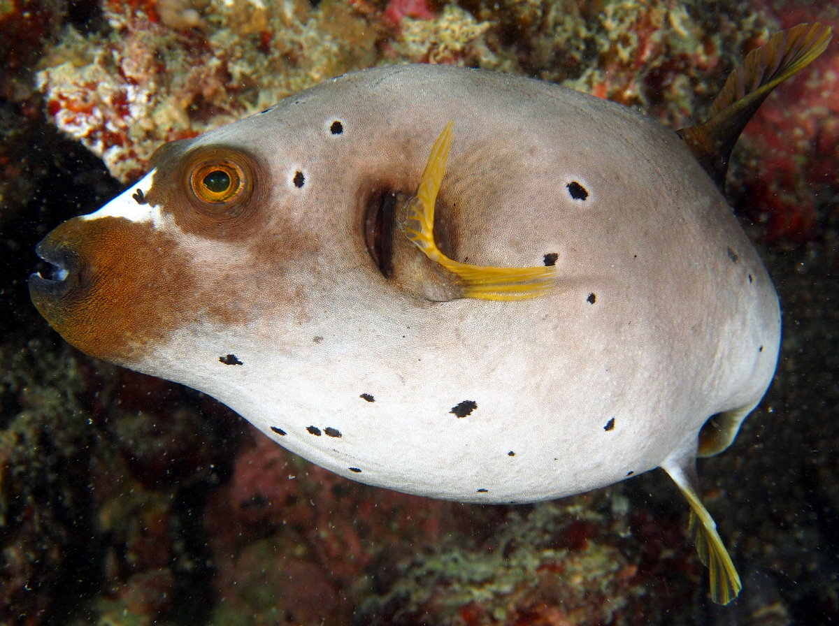 Blackspotted Puffer - Arothron nigropunctatus