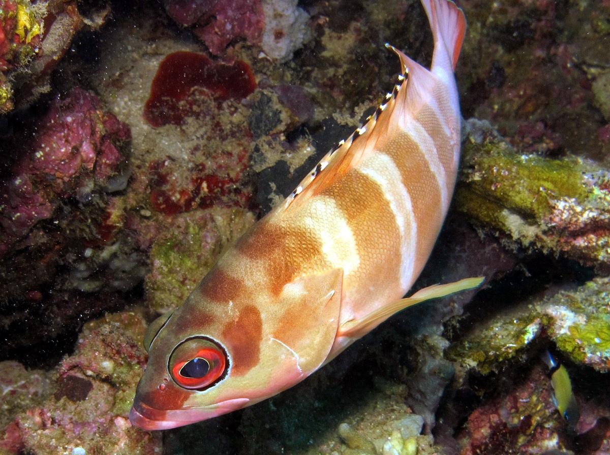 Blacktip Grouper - Epinephelus fasciatus