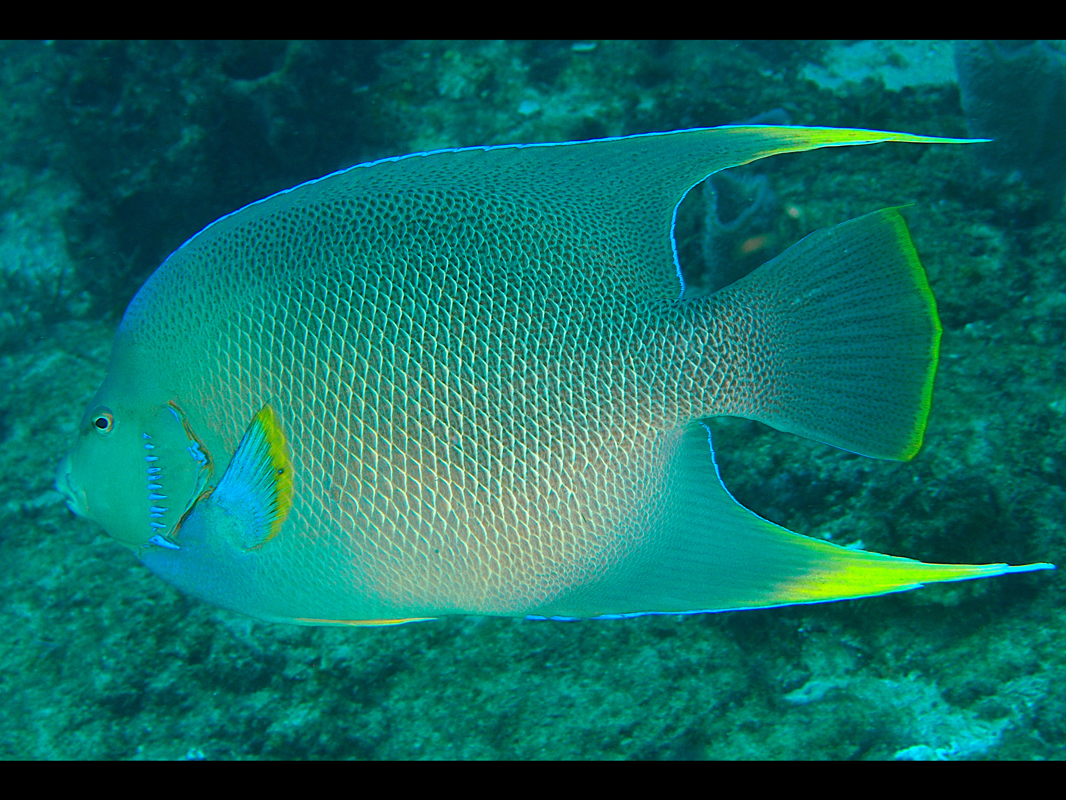 Blue Angelfish - Holacanthus bermudensis